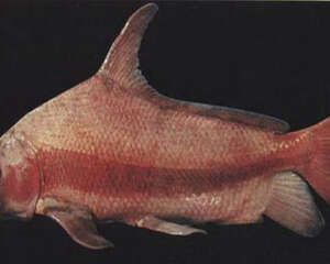 胭脂鱼的品种简介