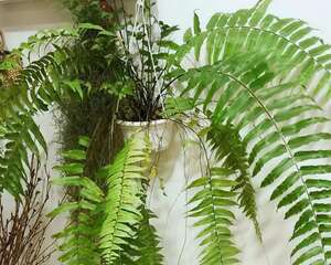 20种耐阴花，比绿萝好养，摆客厅名贵又有范儿！