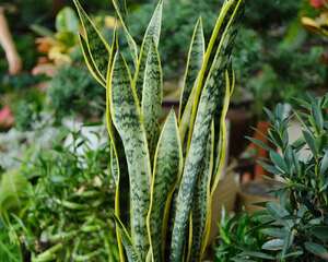 金边虎皮兰有毒吗