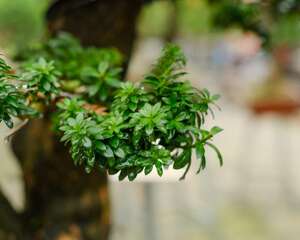 细数中国盆景艺术五大流派，牛！