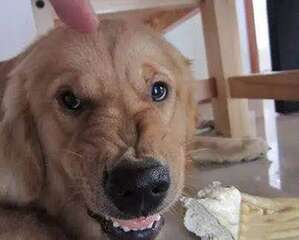 狗狗吃饭时护食应该怎么办？