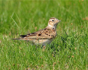 观赏鸟肺炎的病因分析