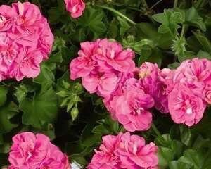 天竺葵粉女巫图片