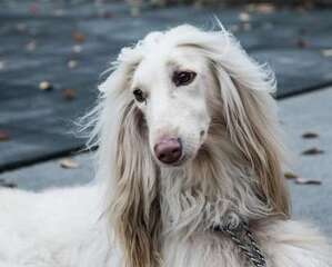 阿富汗猎犬好养吗？阿富汗猎犬饲养技巧