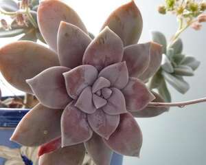 华丽风车 Graptopetalum pentandrum ssp ‘Superbum’
