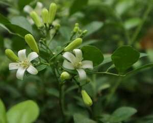 九里香小苗上盆如何配土