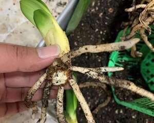 这花不用扦插，土里扒拉一堆小芽，立马1盆变10盆，懒人也能养！