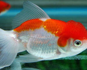 养鱼新人可选用怎样的观赏鱼？