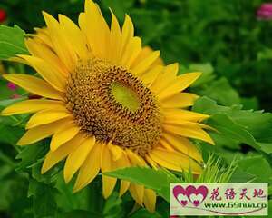 向日葵花语和传说