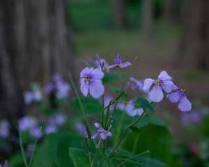 二月兰怎么繁殖