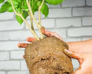 狗牙花的虫害及防治方法