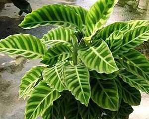 天鹅绒竹芋介绍与养护要点