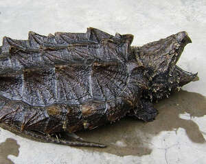 影响鳄龟产卵率及孵化率的因素有哪些
