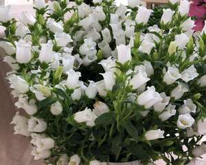 风铃草的花语及传说