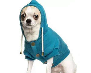 狗狗衣服夏季也要穿吗