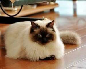 布偶猫重点色好吗？布偶猫重点色详细介绍？