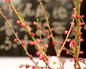 梅花如何繁殖，梅花繁殖常用的方法