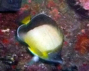 暗带蝴蝶鱼的饲养环境介绍