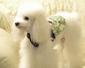 贵宾犬一般多少钱