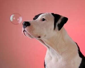 用冰箱存储狗粮须知