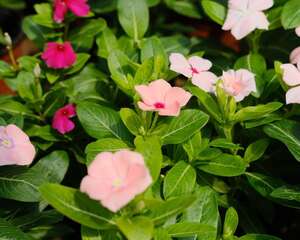 长春花适合室内养吗