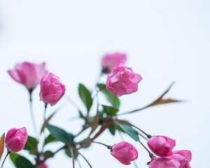 垂枝海棠盆景制作及养护