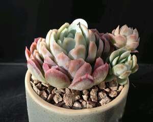 各种多肉植物全状态大盘点，你是否认同这样的状态呢？