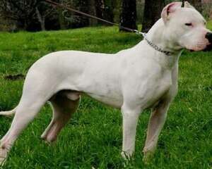 阿根廷杜高犬好养吗？阿根廷杜高犬饲养