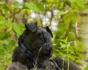 凯利蓝梗的性格特点