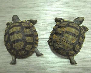 阿根廷象龟的形态特征