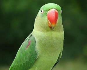 鸟儿的脖子为什么不能连续转动