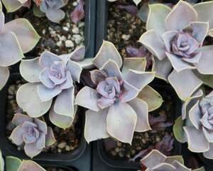 紫珍珠的养殖方法及注意事项