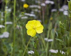 月见草黄叶的原因和处理办法