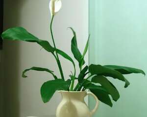 白掌(白鹤芋)特性介绍