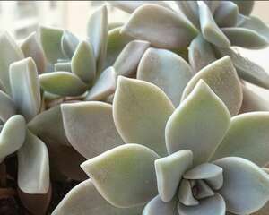 Graptopetalum paraguayense胧月