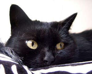 刚出生的小猫要注意什么