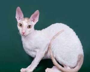 柯尼斯卷毛猫好养吗？饲养柯尼斯卷毛猫
