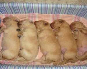 小金毛吃什么？金毛幼犬喂养标准