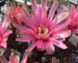 绯花玉