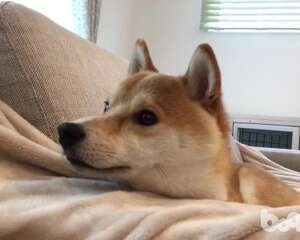 柴犬怎么挑选 柴犬饲养方法介绍