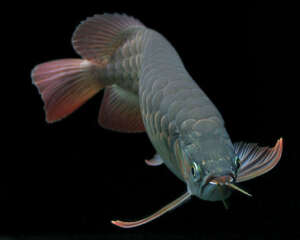 关于蓝系过背金龙的审美标准