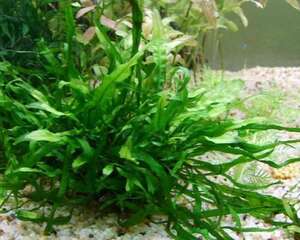 水草在日常生活中的养护