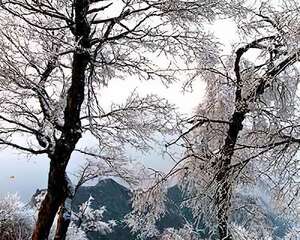 倒春寒的惊喜 华山春季奇现雪松景观（图）