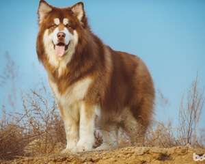 阿拉斯加的饲养成本，饲养阿拉斯加的花费