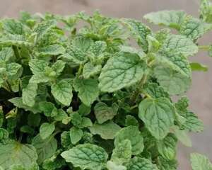 6种香香花，厨房客厅都能养，摘一把长10盆！