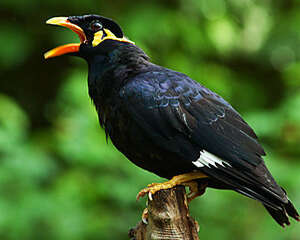 家庭饲养八哥鸟的环境要点