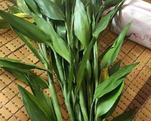 这花1块钱1根，丢水里冒出满盆萝卜根， 新手必备！