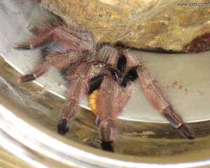 巴拿马黄金的外形特点