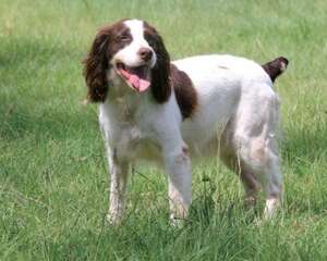 英国史宾格猎犬的性格特点