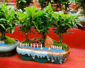 竹柏黄叶的原因和处理办法